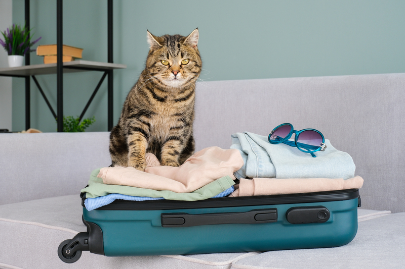 Katze auf Reisekoffer