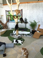 Katzenpension Erfurt